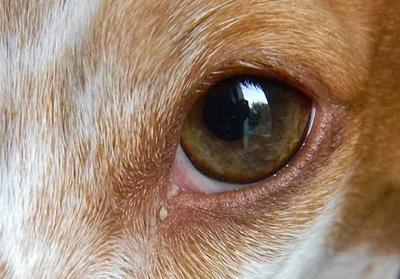 Milkly Yellowish Dog Eye Discharge / Infection