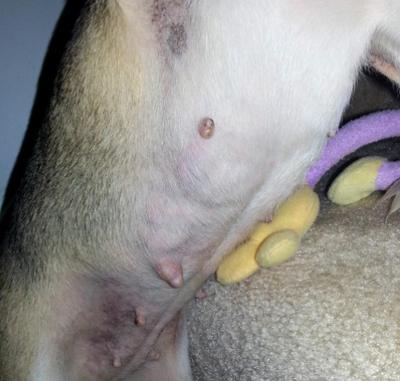 Possible Mammary Cancer and Strange Red Rashes Appeared on Dog's Stomach