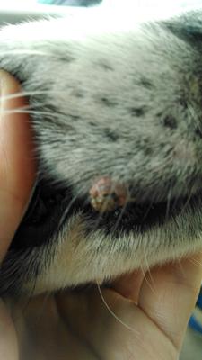 Black Fleshy Dog Lip Growth with Dark Center - Organic Pet Digest