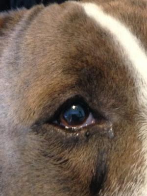 Canine Corneal Ulcer - Organic Pet Digest