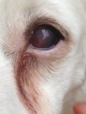 Cloudiness In Dog Eye Is Spreading - Organic Pet Digest