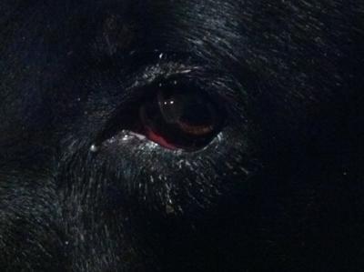 Dog eye infection-discharge, redness and pimple on eyelid - Organic Pet ...