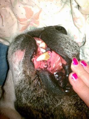 Dog tooth decay? - Organic Pet Digest