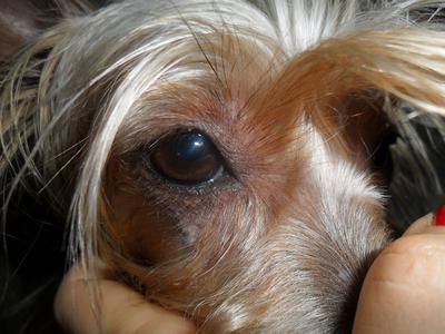 Dog with Droopy, Swollen Eye - Organic Pet Digest