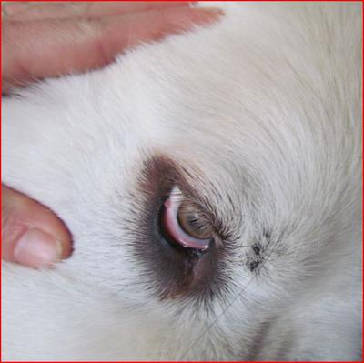 Dog with Irregular Eyelid Lump - Organic Pet Digest