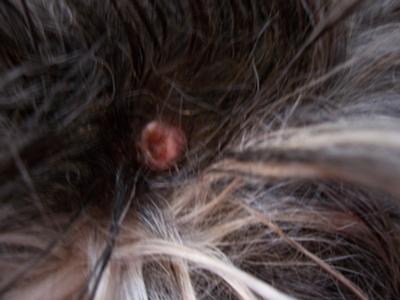 Pictures of dog hot sale warts on head