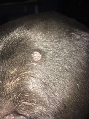 Growth Or Wart On Dog - Organic Pet Digest