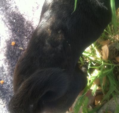 Malnourished Dog With Scabs On Back - Organic Pet Digest