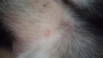 Red Circle Near Dog's Genitals - Organic Pet Digest