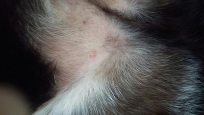 Red Circle Near Dog's Genitals - Organic Pet Digest