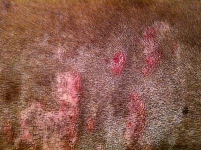 Red Raw Patches of Hairless Skin on Dog - Organic Pet Digest