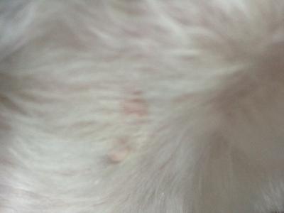 Red Spots on Dog's Groin & Lower Belly - Organic Pet Digest