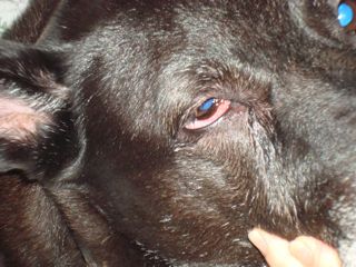 Red, swollen with worsening discharge in dog - Organic Pet Digest
