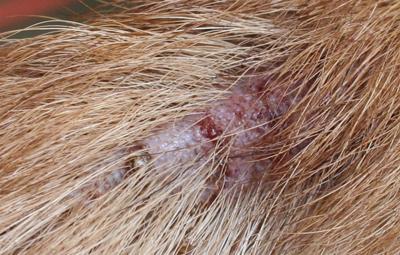 Summer dog skin rash and severe itching