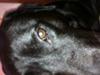 Dog eye infection-discharge, redness and pimple on eyelid - Organic Pet ...