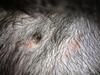 Dog Mange or Allergy? - Organic Pet Digest