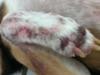 Dog paw fungus and rash - Organic Pet Digest