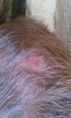 Dog skin lesions on leg, chest and underside that start with a white ...