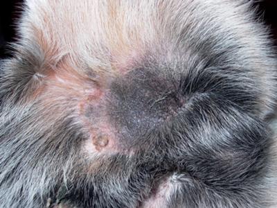 Very smelly rash on groin area of dog - Organic Pet Digest