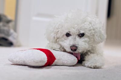 white stuff on dog's eye